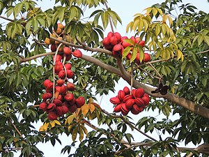 Sterculia foetida