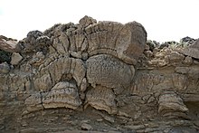 Stromatolites in the Green River Shale, Wyoming, USA, dating to the Eocene Stromatolites - asessions.jpg