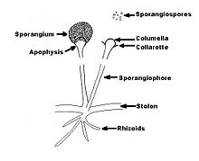 Структура Rhizopus spp.-english.JPG