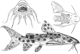 Synodontis longirostris