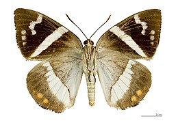 Face ventrale (coll.MHNT)