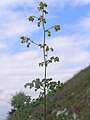 Il pigamo puzzolente (T.foetidum), fiore di montagna, è limitato al Nord, con l'aggiunta dell'Abruzzo