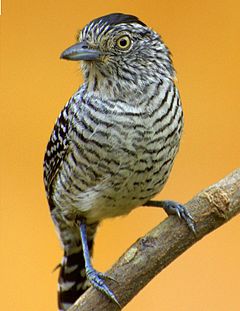 ♂ Thamnophilus unicolor