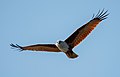 Image 47The Brahminy kite (Haliastur indus) is a medium-sized bird of prey in the family Accipitridae found in the Indian subcontinent, Southeast Asia and Australia. They are found mainly on the coast and in inland wetlands, where they feed on dead fish and other prey. Adults have a reddish-brown body plumage contrasting with their white head and breast which make them easy to distinguish from other birds of prey. The pictured specimen was photographed at Kuakata Eco-Park. Photo Credit: Md. Tareq Aziz Touhid