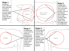 This image represents a ruminant, specifically a sheep, producing methane in the four stages of hydrolysis, acidogenesis, acetogenesis, and methanogenesis. The Creation of Methane Within a Ruminant.svg