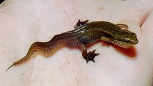 Triturus helveticus (samec) .jpg