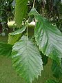 'Wentworthii Pendula' leaves, Holyrood Palace gardens