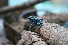 Goldbaumsteiger (Dendrobates auratus)