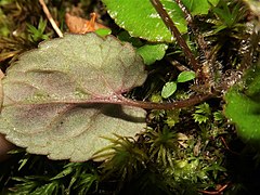 葉の裏面は紫色をおびる。托葉は葉柄基部の両側に合着してつき、微細な突起毛がある。