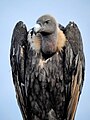 white-rumped vulture