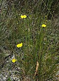 Xyris gracilis and habitat