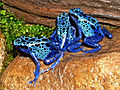 Күөх баҕалар (лат. Dendrobates azureus)