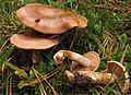 Cortinarius spilomeus