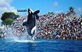 Image 42An orca by the name of Ulises performing at SeaWorld, 2009 (from Toothed whale)