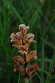 20140601Orobanche lutea004.JPG