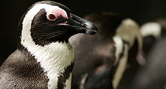 African penguin