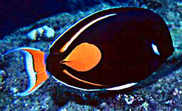 Achilinis jūrų chirurgas (Acanthurus achilles)