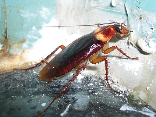 American roach