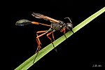 Miniatura para Ammophila clavus