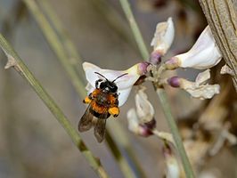 Andrena vachali