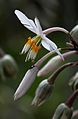 働きアリによるArthropodium cirrhatumの花からの採餌の様子（ニュージーランド、オークランド）