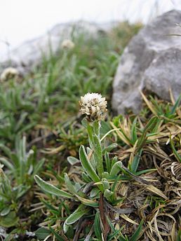 Antennaria carpaticum.jpg