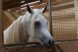 Arabe égyptien gris mature, vu de profil