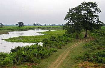 Prairies inondées dans le parc national de Kaziranga (Inde). (définition réelle 2 570 × 1 668*)