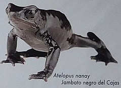 Description de l'image Atelopus nanay.jpg.