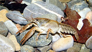 Écrevisse à pattes blanches (Austropotamobius pallipes).