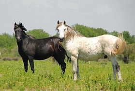 Chevaux de l'Axios dans la végétation du delta