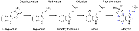 Biosynthetic route previously thought to lead to psilocybin. It has recently been shown that 4-hydroxylation and O-phosphorylation immediately follow decarboxylation, and neither dimethyltryptamine nor psilocin are intermediates, although spontaneously generated psilocin can be converted back to psilocybin. Biosynthesis of psilocybin.svg