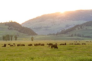 Bisons im Lamar Valley