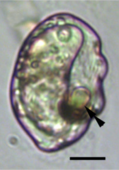 Micrografía de una célula, translúcida con bordes púrpuras, con un oceloide visible en la zona inferior derecha.