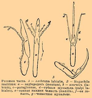 Ротовые части. A — Anthrena labialis, B — Megachile maritima: a — подбородок (mentum), b — язычок (labium), c — paraglossae, d — губные щупальца (palpi labiales), e — правая нижняя челюсть (maxilla), f — ее лопасть, g — челюстное щупальце.