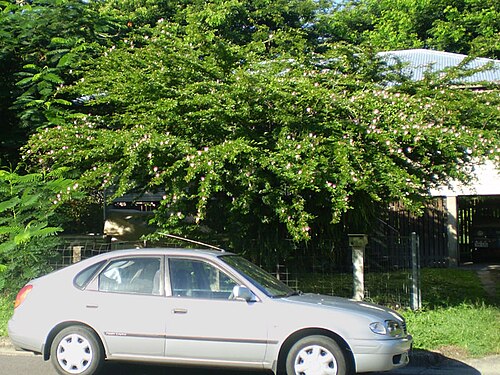 Pink Puffball Bush}Calliandra Surinamensis