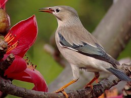 Шпак червонодзьобий (Spodiopsar sericeus)