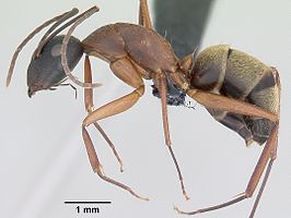 Camponotus aurosus