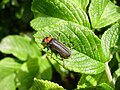 Ein Käfer auf dem Blatt einer Kartoffelrose, Fotografiert auf dem Darß, MV (15. Juni 2011)