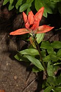 Castilleja miniata 0637.JPG