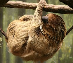 Two Toed Sloth