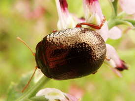 Chrysolina bankii