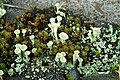 Trompetenflechten der Art Cladonia fimbriata