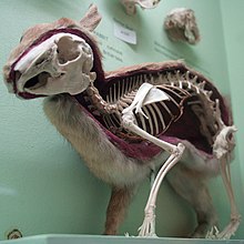 Skeleton of the rabbit Cmglee Horniman rabbit skin skeleton.jpg