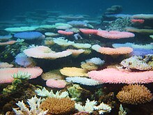 A colourful bleaching event photographed in Palawan, Philippines, in 2010. The colours derive from high concentrations of sun-screening pigments produced by the coral host. Colorful Coral Bleaching.jpg