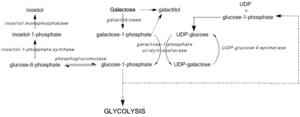 Pathways of galactose metabolism