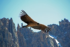 Condor des Andes femelle immature qui survole la Laguna Tonchek, dans le parc argentin Nahuel Huapi.