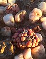 Typical circular, "pill-shaped" heads of Conophytum piluliforme