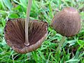 !Coprinellus angulatus!