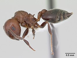 Crematogaster chodati